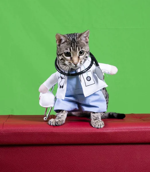 A pure breed Bengal cat in a doctor costume on a red box with a green background