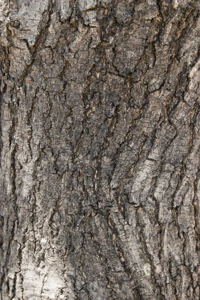 나무껍질의 질감을 수직으로 — 스톡 사진