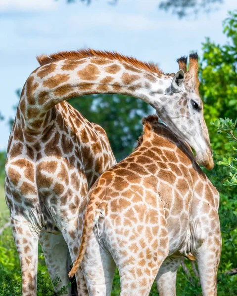 Een Verticale Selectieve Focus Shot Van Twee Giraffen Met Bomen — Stockfoto