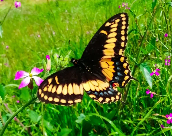 在厄瓜多尔安第斯山脉的一片田野里 一只燕尾蝶在粉色花朵中的特写 — 图库照片