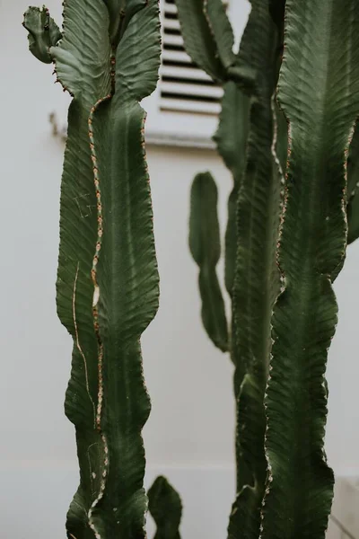 Plan Vertical Cactus Euphorbe Isolés Sur Fond Mur Blanc — Photo