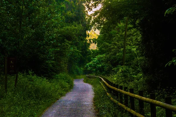 Een Smalle Weg Het Bos Overdag — Stockfoto