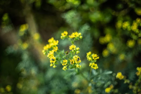 Selective Focus Shot Beautiful Yellow Flower Meadow — Stock Photo, Image