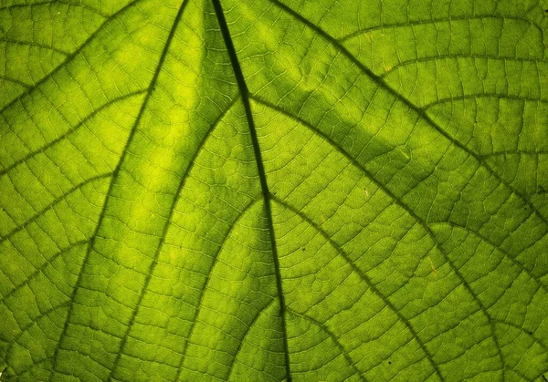 Een Close Van Een Groen Blad Patronen Perfect Voor Groene — Stockfoto