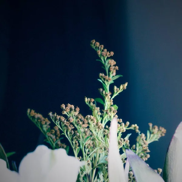 Koyu Arkaplanda Yaprakları Olan Yumuşak Bir Çiçek Odağı — Stok fotoğraf