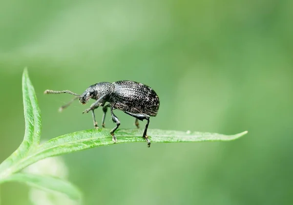自然界中甲虫的宏观摄影 — 图库照片