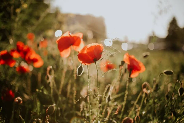 Eine Nahaufnahme Von Schönen Roten Mohnblumen Auf Einem Feld Tageslicht — Stockfoto