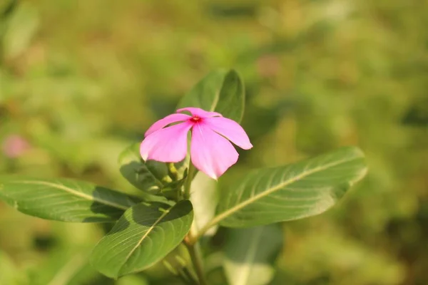 Tiro Close Uma Flor Lua Rosa Sob Luz Sol — Fotografia de Stock