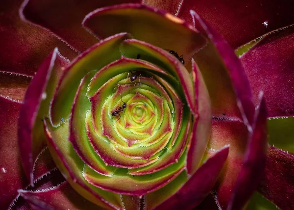 Macro Shot Ants Beautiful Aeonium Zwartkop Jack Catlin Variety Plant — Stock Photo, Image