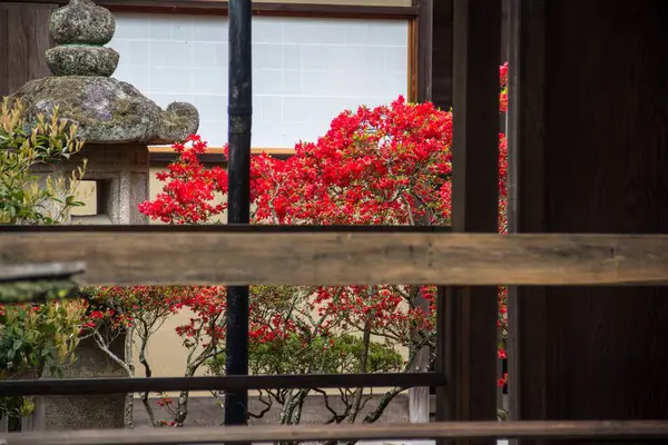 木片の後ろに見える木の上に赤い花のクローズアップショット — ストック写真