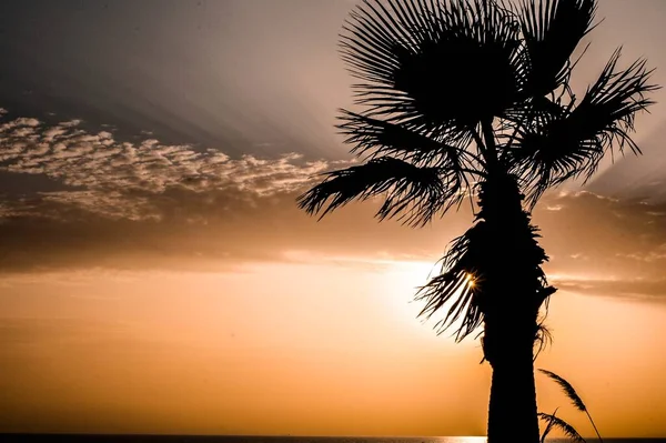 Eine Faszinierende Landschaft Mit Einer Palme Bei Malerischem Sonnenuntergang — Stockfoto