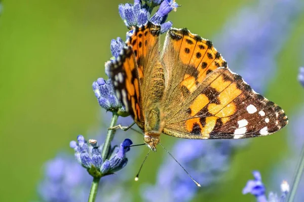 Egy Közeli Kép Egy Gyönyörű Pillangóról Egy Virágon — Stock Fotó