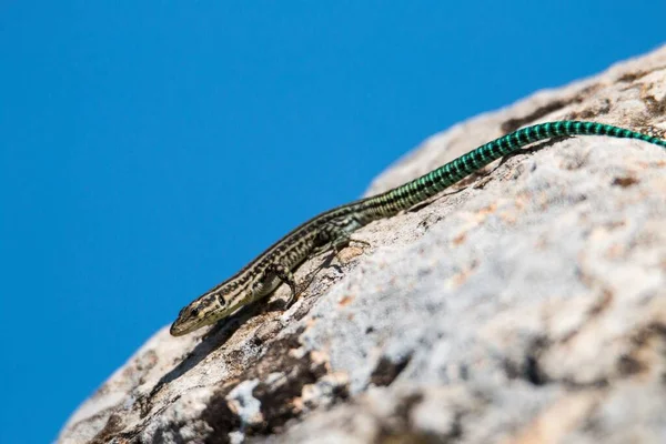 Tiro Perto Lagarto Com Uma Cauda Azul Turquesa Rastejando Rocha — Fotografia de Stock