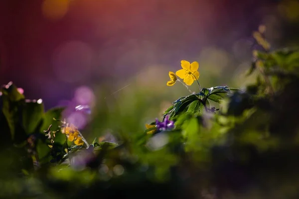 Colpo Messa Fuoco Selettiva Fiori Gialli Fiore Con Luci Bokeh — Foto Stock