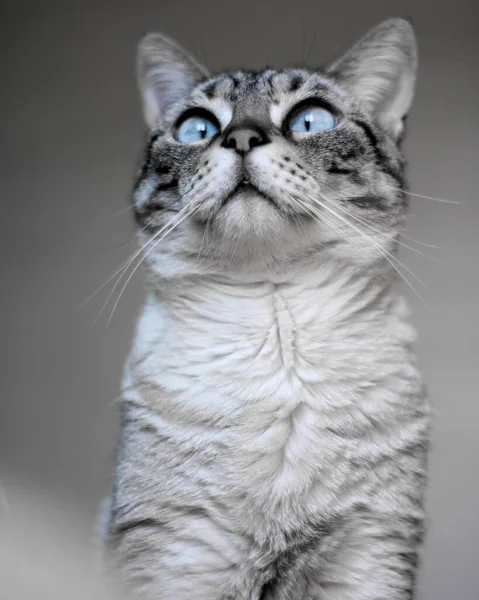 Mavi Gözlü Kısa Saçlı Evcil Bir Kedinin Sığ Odak Noktası — Stok fotoğraf