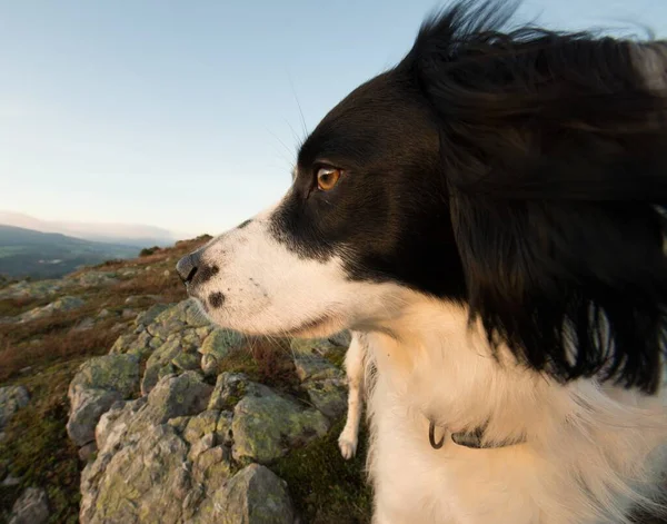 Closeup Shot Black Welsh Springer Spaniel Meadow Light Royalty Free Stock Images