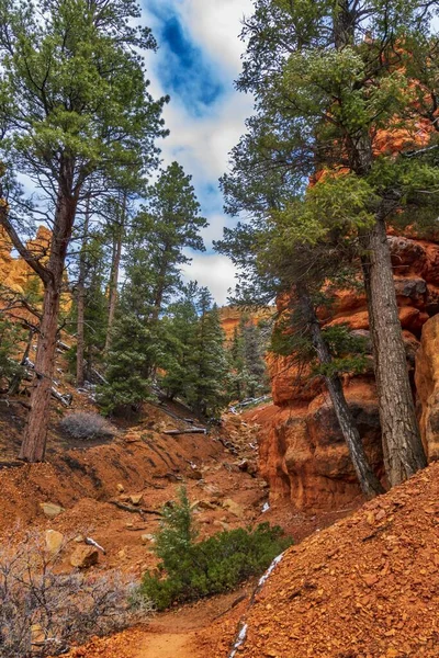 Vertical Shot Trees Red Sandy Rocks Red Canyon Dixie National — Stock Photo, Image