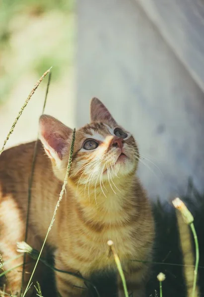 Vertikální Detailní Záběr Roztomilé Nadýchané Kočky Hrající Rostlinami — Stock fotografie