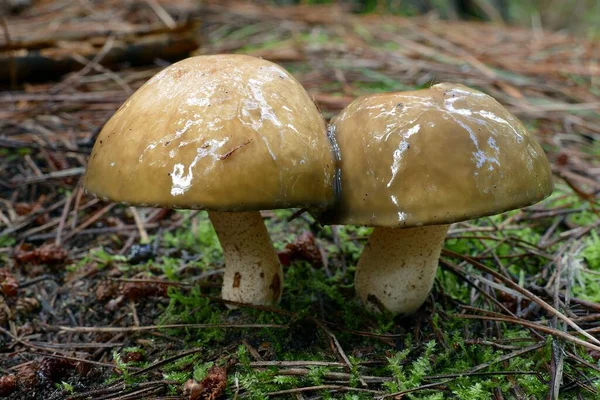 Closeup Group Suillaceae Mushrooms Growing Forest Floor Moss — Stock Photo, Image