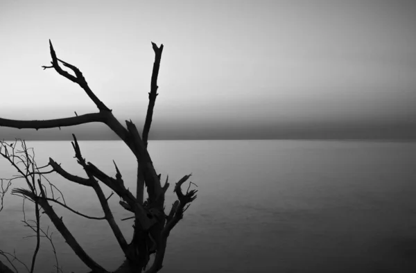 Szary Strzał Śmiałego Drzewa Morza Tle — Zdjęcie stockowe