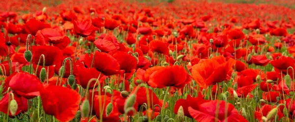 Panoramic Shot Field Fully Covered Red Poppies — Stock Photo, Image