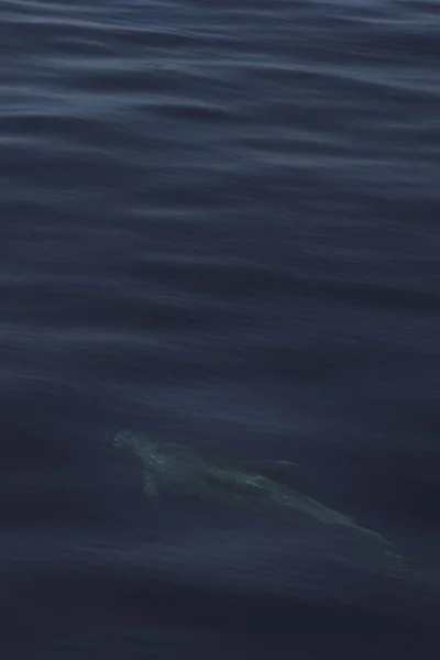 Gros Plan Des Vagues Paisibles Océan Capturant Les Poissons — Photo