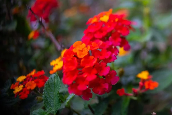 Πολύχρωμα Λουλούδια Lantana Camara Στον Κήπο — Φωτογραφία Αρχείου