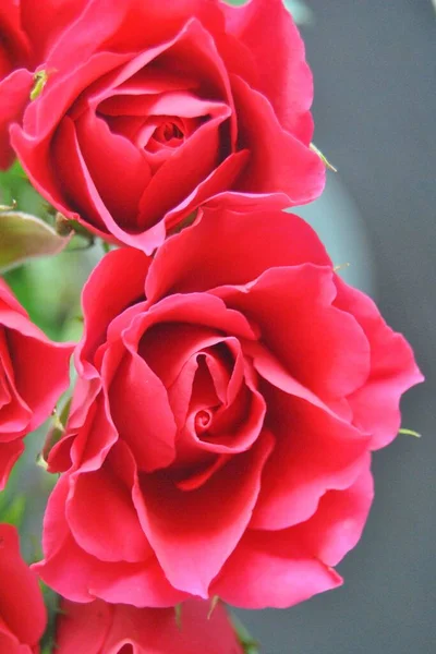 Zbliżenie Ujęcie Pięknych Czerwonych Róż Rozmytym Tle — Zdjęcie stockowe