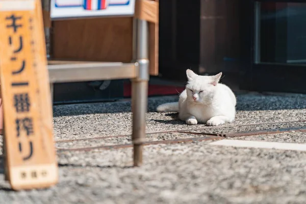 太陽の光の下で地面に横たわる白いかわいい猫の選択的な焦点ショット — ストック写真