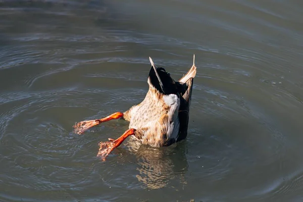 Plan Rapproché Canard Nageant Dans Lac Jour Parfait Pour Fond — Photo