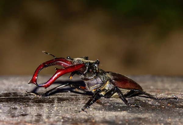 Close Besouro Lucanus Cervus Vermelho Preto Uma Superfície Madeira — Fotografia de Stock