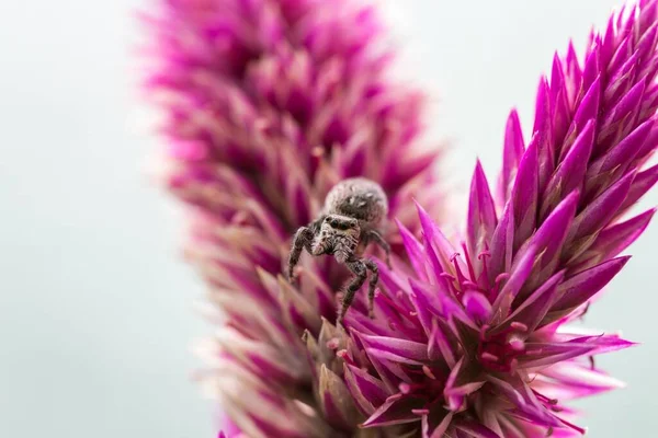 Een Selectieve Focus Shot Van Een Spin Een Paarse Plant — Stockfoto