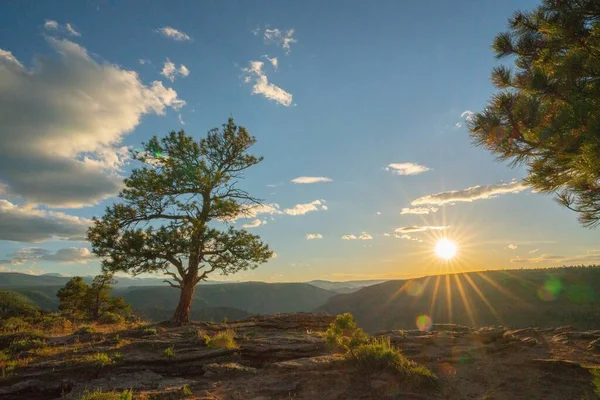 夕暮れ時には手前に木のある山の風景 — ストック写真