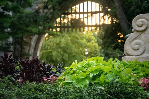 Una Foto Vibrante Tomada Hermoso Jardín Botánico — Foto de Stock