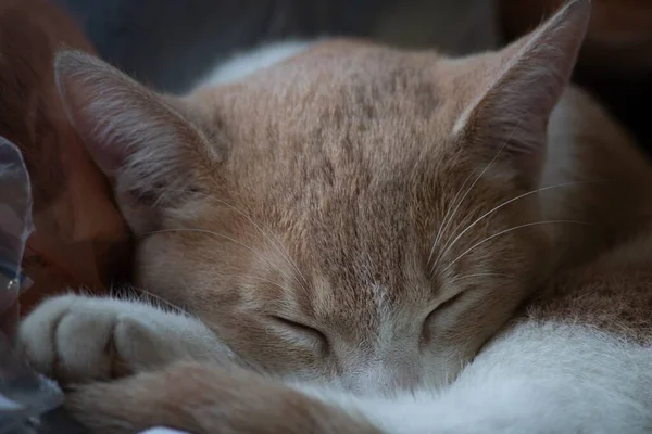 Een Schattige Huiselijke Kortharige Kat Slapen — Stockfoto