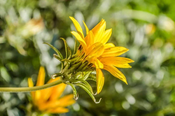 Zbliżenie Strzał Piękny Żywy Żółty Kwiat — Zdjęcie stockowe