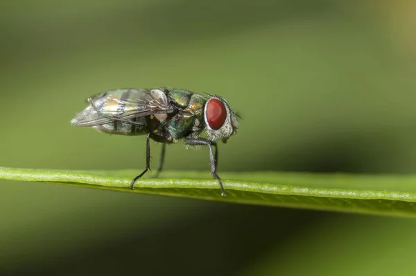 Nahaufnahme Einer Fliege Die Auf Einem Blatt Mit Einem Grün — Stockfoto