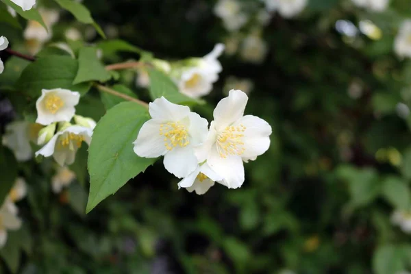 Μια Φωτογραφία Λουλούδια Βερίκοκου Στο Δέντρο Κάτω Από Φως Του — Φωτογραφία Αρχείου