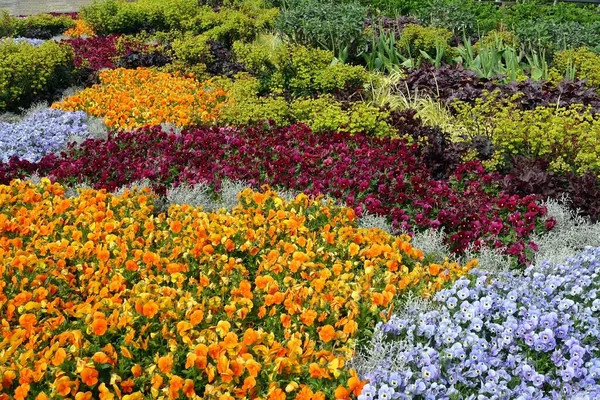 Vakkert Bilde Fargerik Begonia Blomsterblomst Hagen – stockfoto