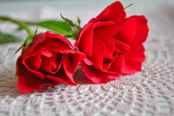 Zbliżenie Ujęcie Czerwonych Róż Białej Powierzchni — Zdjęcie stockowe