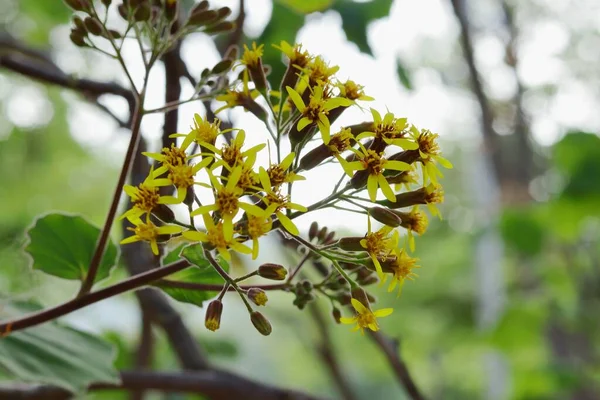 Una Toma Selectiva Planta Petasitis Roldana Con Flores Amarillas Sobre — Foto de Stock