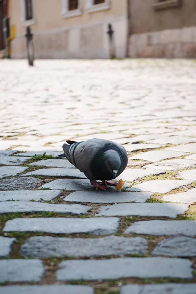 ストリートに鳩の株式の垂直ショット — ストック写真