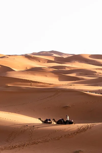 Людина Йде Пустелі Караваном Верблюдів Біля Піщаних Дюн — стокове фото
