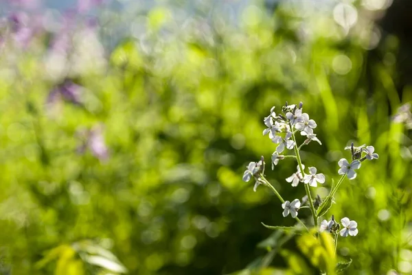 Bokeh Arkaplanlı Uzun Ömürlü Bir Dürüstlük Fotoğrafı — Stok fotoğraf