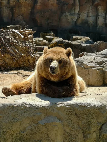 Tiro Vertical Urso Pardo Deitado Rocha Zoológico Dia Ensolarado — Fotografia de Stock