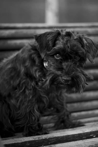 Gråskala Bild Sittande Svart Lucas Terrier Hund — Stockfoto