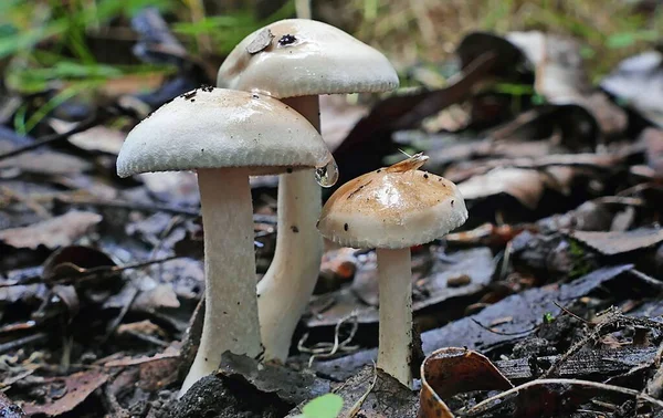 森の床に生えているオーストラリアの白いキャップキノコのグループの閉鎖 — ストック写真
