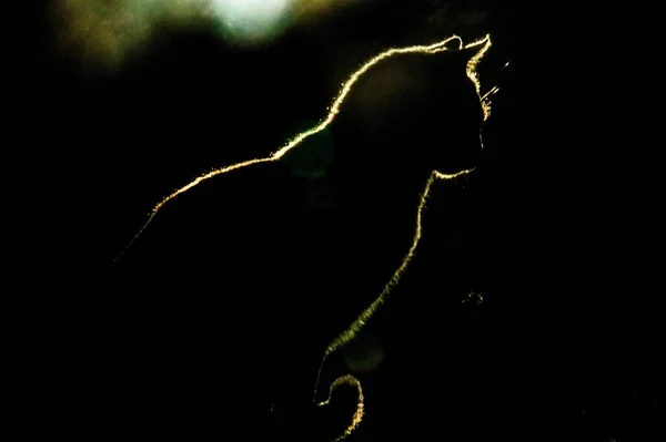 Een Silhouet Van Een Kat Zittend Een Vlak — Stockfoto