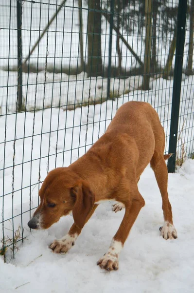 Perro Beagle Marrón Americano Nieve Invierno — Foto de Stock