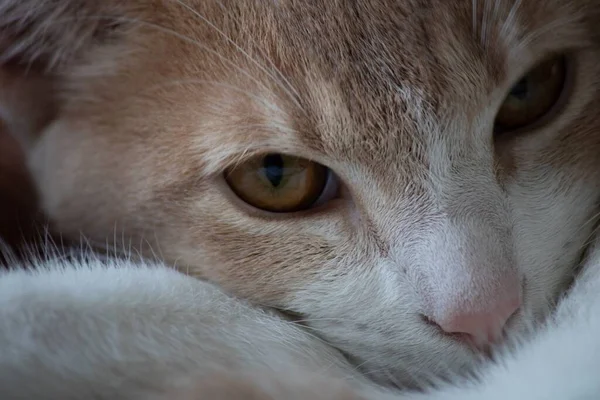 Roztomilá Domácí Krátkosrstá Kočka Hnědýma Očima — Stock fotografie